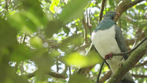 Kereru-Perching-On-The-Tree-Branch-In-The-Forest---Close-Up