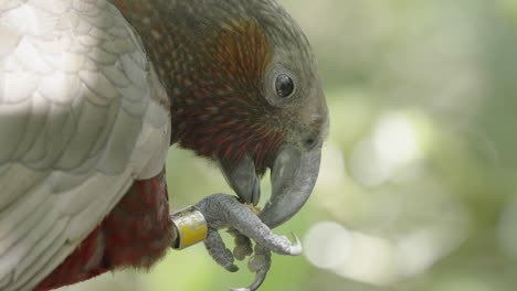 Nahaufnahme-Eines-Kaka-Papageien,-Der-Im-Wald-Frisst