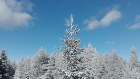 Aufsteigende-Drohnenaufnahme-Der-Tannenspitze,-Die-Einen-Schneebedeckten-Bergwald-Wintertag-Enthüllt