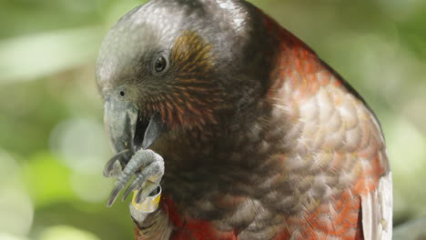 Neuseeländischer-Kaka-Papagei-Mit-Beinband,-Der-Mit-Seiner-Klaue-Füttert