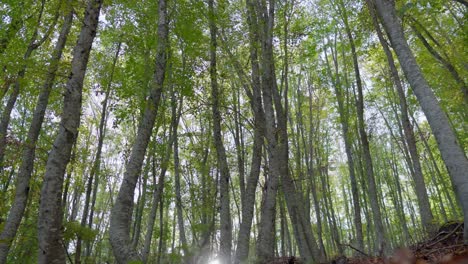 Aufnahme-Aus-Niedrigem-Winkel,-Neigung-Nach-Unten,-Herbstfarben,-Laub,-Wald,-Hohe-Bäume,-Sonnenstrahl