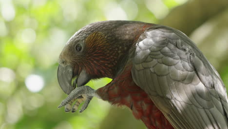 Close-Up-Of-Kaka-Parrot-In-The-Forest-In-Wellington,-New-Zealand