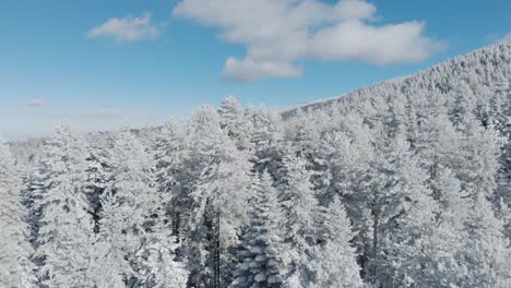 Revealing-Drone-shot-snow-covered-dense-fir-forest-winter-sunny-day-tilt-down