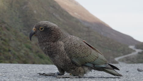 Pájaro-Kea-Caminando-Por-La-Carretera-En-Arthur&#39;s-Pass,-Isla-Sur,-Nueva-Zelanda---Primer-Plano