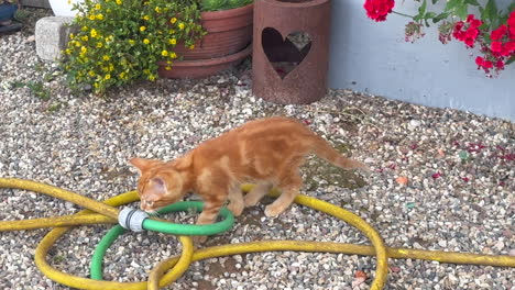 Red-tabby-baby-cat-examining-a-Garden-hose