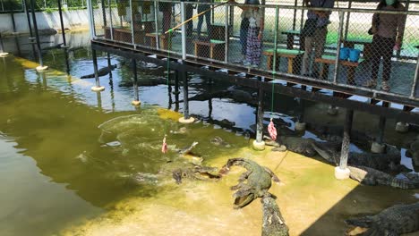Menschen-Füttern-Krokodile-Im-Sriayuthaya-Löwenpark-Mit-Rohen-Hühnerknochen