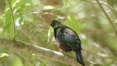 Pájaro-Tui-Alimentándose-De-La-Rama-De-Un-árbol-En-El-Bosque-En-Verano-En-Wellington,-Nueva-Zelanda