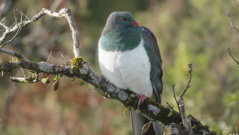 Kereru-Bird-Perching-And-Flying-Away-In-The-Forest---Close-Up