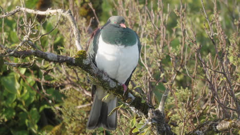 Kereru-Wood-Pigeon-Perching-On-The-Branch---Close-Up