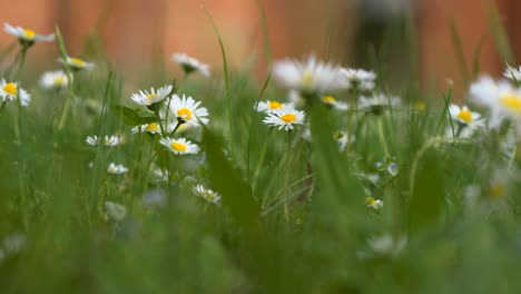 Daisies-growing-near-the-Sanctuary-of-Our-Lady-of-Gietrzwałd