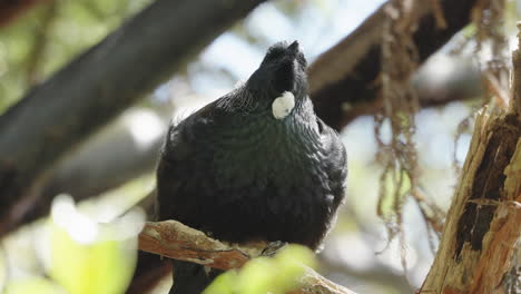 Nahaufnahme-Eines-Tui-Vogels-Auf-Dem-Baum-Mit-Markantem-Weißen-Kehlbüschel-–-Endemischer-Vogel-In-Neuseeland