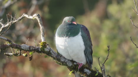 Wood-Pigeon-Kereru-In-The-Tree---Close-Up