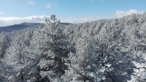 Langsame-Luftaufnahme-Durch-Den-Tannenwald,-Bedeckt-Mit-Schnee,-Sonniger-Wintertag