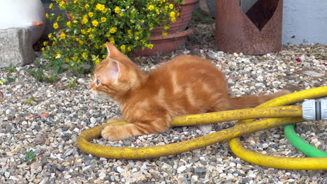 Red-tabby-baby-cat-playing-and-hiding-in-a-Garden-hose
