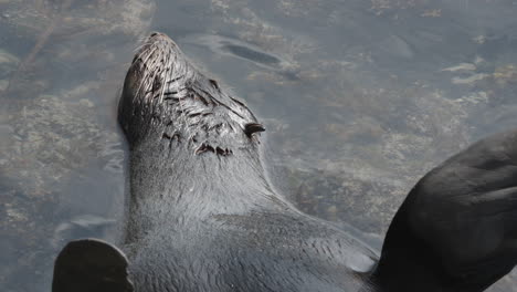 Fur-Seal-In-Shallow-Water-In-Kaikōura,-New-Zealand---Close-Up
