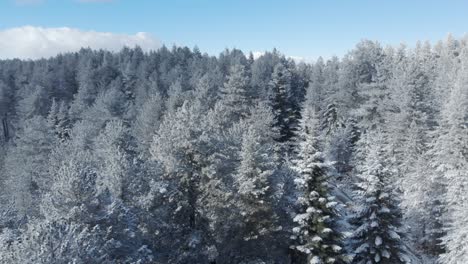 Snow-covered-frozen-fir-forest-winter-sunny-day-dolly-left