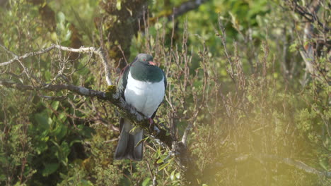 Lone-Kereru-Wood-Pigeon-Sitting-On-Tree-Branch-At-Neils-Beach-In-New-Zealand