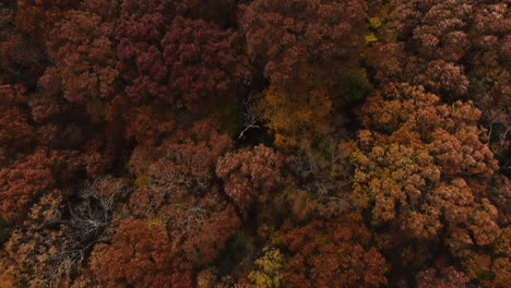 Bird's-Eye-View-Of-Colorful-Autumn-Forest-In-Arkansas,-USA---Drone-Shot
