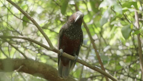 Kaka-Neuseeland-Papagei-Ruht-Auf-Dem-Baum---Nahaufnahme
