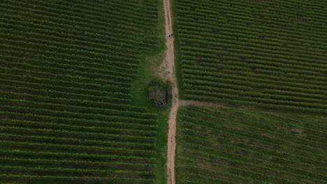 Aerial-Push-In-on-a-deep-green-vineyard-with-people-walking-on-a-path-on-hills-in-the-countryside-with-a-small-wooden-hut