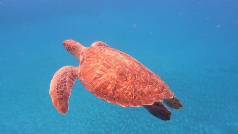 Beautiful-Loggerhead-Sea-Turtle-Swimming-Undersea-At-Cabo-Verde-Islands,-West-Africa