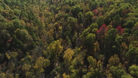Waldlandschaft-Mit-Herbstlaub-In-Eagle-Hollow,-Arkansas,-USA