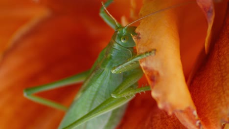 A-close-up-shot-of-a-green-great-grasshopper-on-an-orange-blossoming-flower