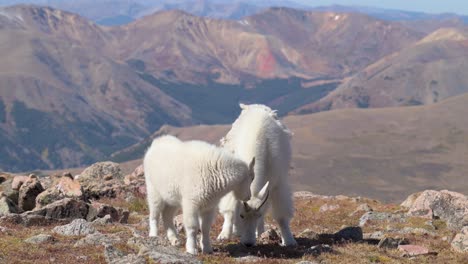 Female-mountain-goat-looking-up-and-looking-at-the-camera-with-Rocky-Mountains-in-the-background,-handheld