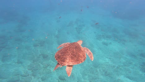 Swimming-Loggerhead-Sea-Turtle-Species-On-Cape-Verde-Islands,-West-Africa