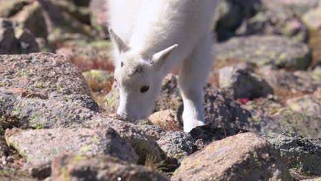 Baby-mountain-goat-grazing-between-rocks,-handheld