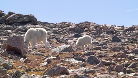 Female-mountain-goat-with-baby-grazing-between-rocks,-wide-handheld