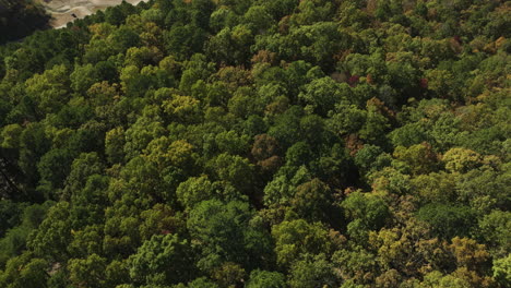 Aerial-View-Of-Dense-Trees-In-The-Woodlands
