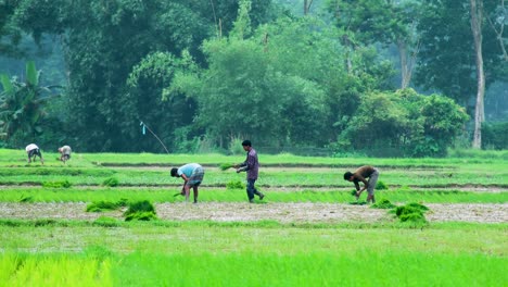 Personas-Empleadas-Para-Recoger-Y-Seleccionar-Cultivos-En-Tierras-Agrícolas-De-Bangladesh
