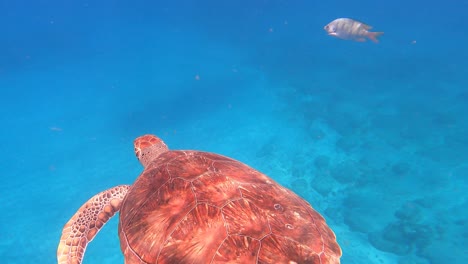 Grüne-Meeresschildkröte-Schwimmt-Unter-Dem-Atlantischen-Ozean-In-Kap-Verde,-Afrika