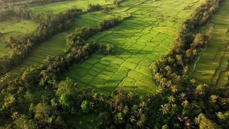 Tropenparadies-Bali-–-Sonnenuntergang-über-Ruhigen-Reisterrassenfeldern