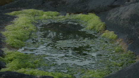 Light-green-seaweed-in-a-puddle-by-the-sea