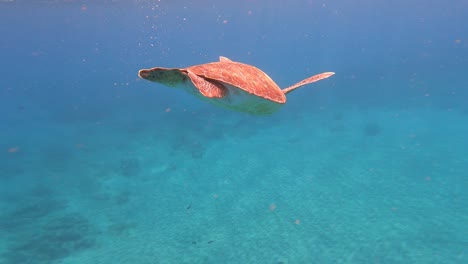 Spotted-Loggerhead-Sea-Turtle-On-The-Sea-Of-Cabo-Verde-Island,-Africa
