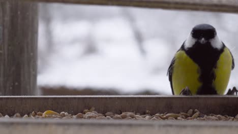Multiple-yellow-chest-great-tit-visit-outside-wooden-feeder-during-winter