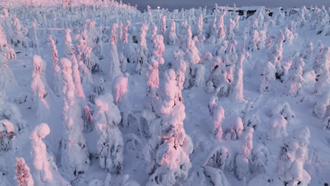 Aerial-view-around-pink,-snow-covered-trees-on-top-of-a-fell,-sunrise-in-Lapland