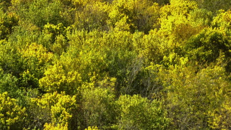 Dense-Yellow-Autumn-Forest-In-Arkansas,-USA---Drone-Shot