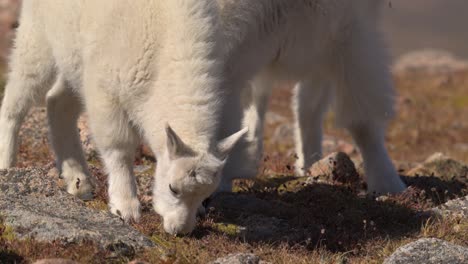 Baby-mountain-goat-with-mother-grazing-between-rocks,-handheld