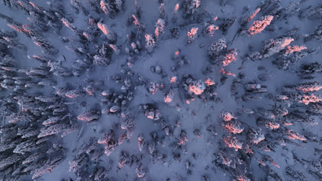 Birds-eye-drone-shot-tracking-above-snow-covered-trees,-winter-sunset-in-Lapland