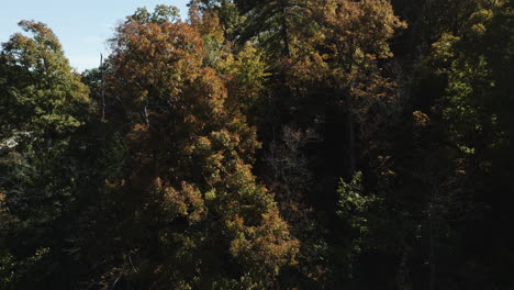 Dichtes-Herbstlaub-Der-Bäume-Im-Wald-Von-Eagle-Hollow,-Arkansas,-USA