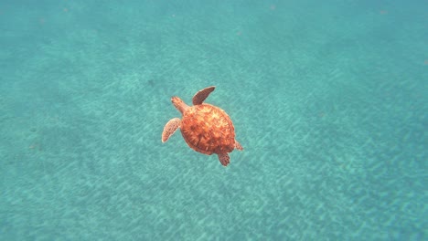Faszinierende-Unechte-Karettschildkröte-Erkundet-Das-Meer-Auf-Der-Kapverdischen-Insel,-Westafrika
