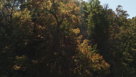Árboles-Otoñales-Iluminados-Por-El-Sol-En-El-Bosque-En-Arkansas,-EE.UU.