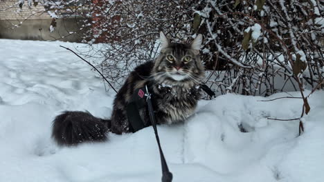 Domestic-cat-with-leash-enjoys-white-snow-outdoors,-close-up