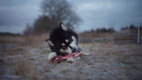 Alaskan-Malamute-Hund-Ernährt-Sich-Auf-Dem-Feld-Von-Frischem-Fleischknochen