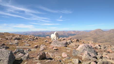 Mother-and-baby-goat-grazing-with-the-Rocky-Mountains-behind-them,-wide-handheld