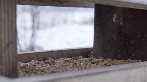 Great-tit-birds-fly-to-outdoor-wooden-feeder-and-grab-grain-seeds,-winter