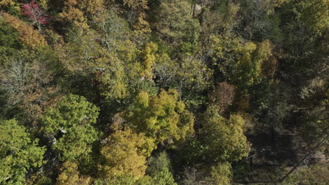 Herbstsaison-In-Waldwäldern-Mit-Dem-Motorrad-Durch-Eagle-Hollow,-Arkansas,-USA